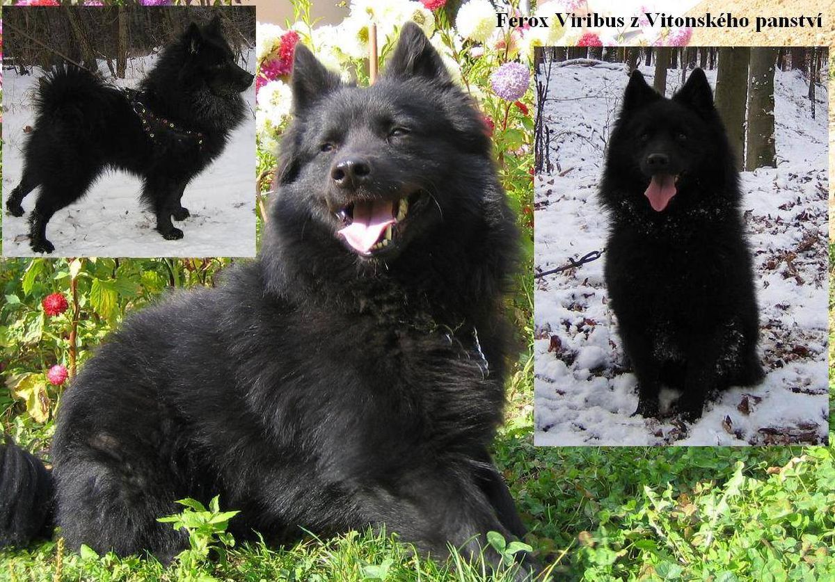 FEROX VIRIBUS Z VITONSKÉHO PANSTVÍ | German Spitz 
