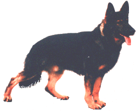 Aik vom Haus Cindy | German Shepherd Dog 