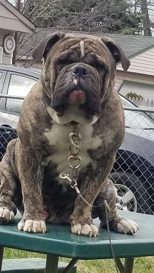 Clevelands Finest Kane | Olde English Bulldogge 