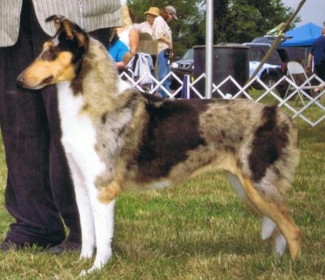 Dunnideer's Blue Dragon | Smooth Collie 