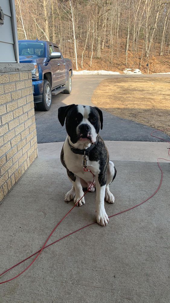 Johnson’s Big Oakley | American Bulldog 