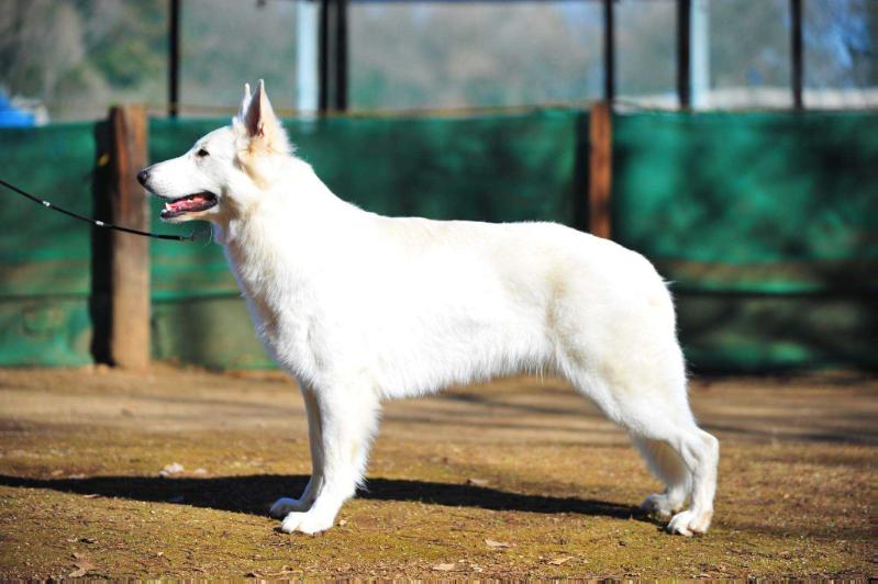 Maverick of Annies | White Swiss Shepherd Dog 