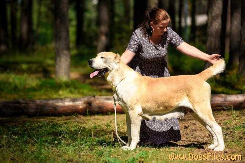 Ural Tau Safa | Central Asian Shepherd Dog 