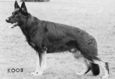 Lump vom Osterberger-Land | German Shepherd Dog 