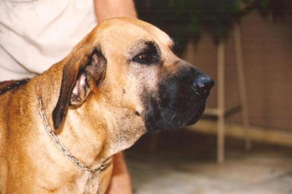 Bartira do Caramona | Fila Brasileiro 