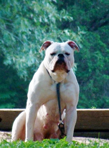 Dailey's Icee | American Bulldog 