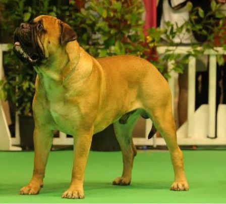 RUPPERT DA CASA ALTO CRISTELO | Bullmastiff 