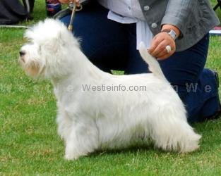Here I am vom Deipen Brook | West Highland White Terrier 