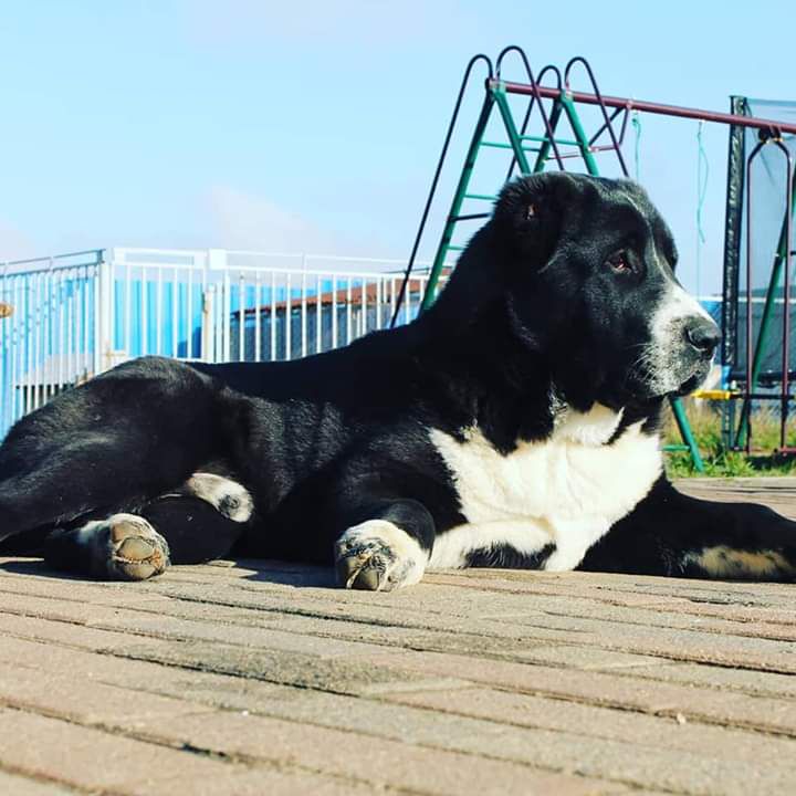 Decer Gurp Versache | Central Asian Shepherd Dog 