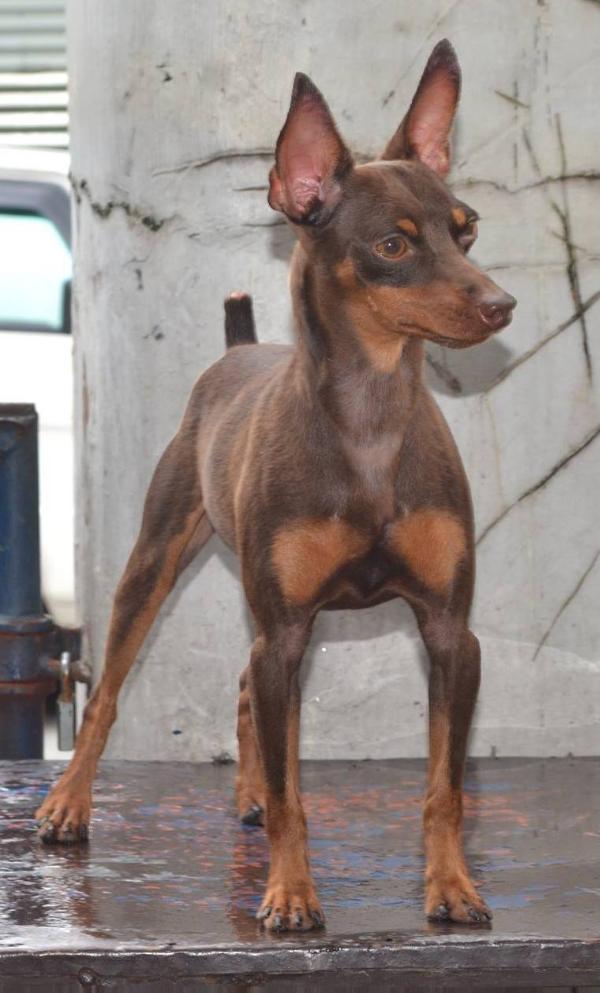 Lucky of mon cher | Miniature Pinscher 