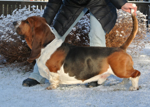 Basbuddy Engineer Enrique | Basset Hound 