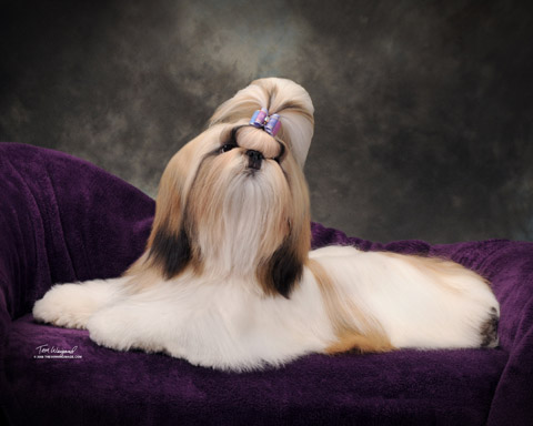 Madrigal's Sparkles and Shine | Shih Tzu 