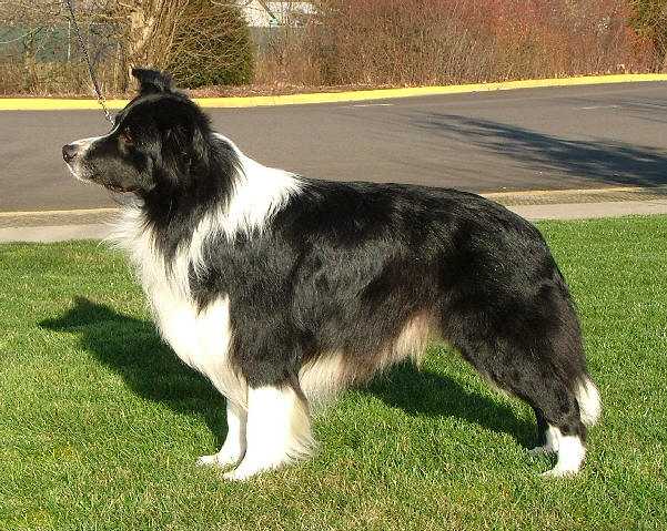 Kellagem Kalkite | Border Collie 