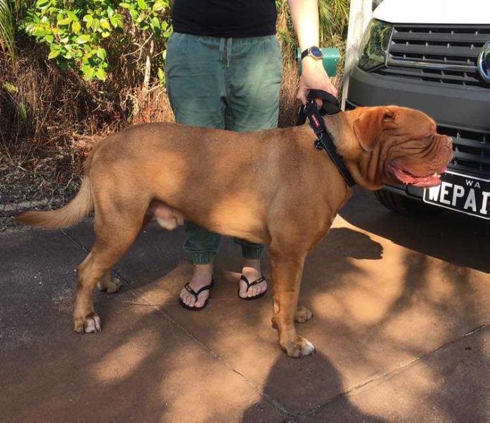 Taureauxroug Daredevil | Dogue de Bordeaux 