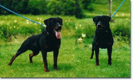 Stromer Von Hause Anin | Rottweiler 