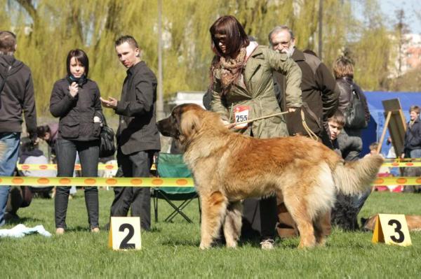 ARES Caniston | Leonberger 