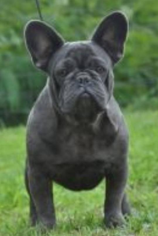 philip's cooldog ameer | French Bulldog 