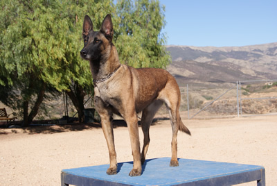 Rocca Van De Ijzeren Kaken | Belgian Malinois 