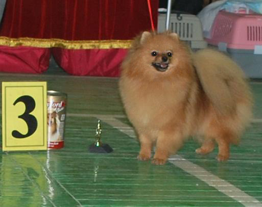 Delishes Dalia Polenta | Pomeranian 