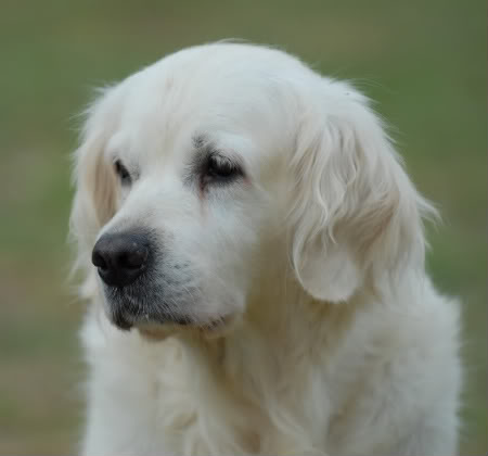 Deerfold Silver Promise | Golden Retriever 