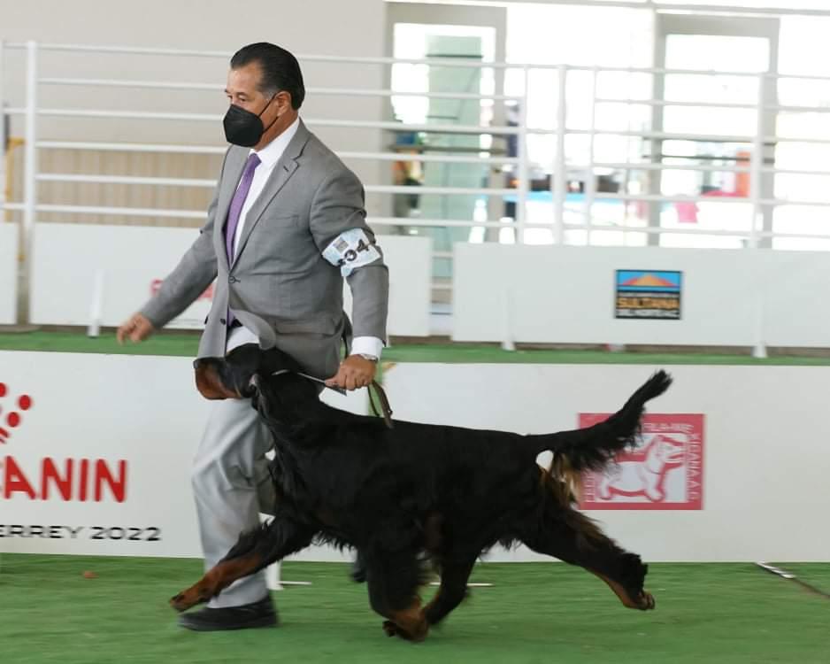 Clos Erasmus Baelfire | Gordon Setter 