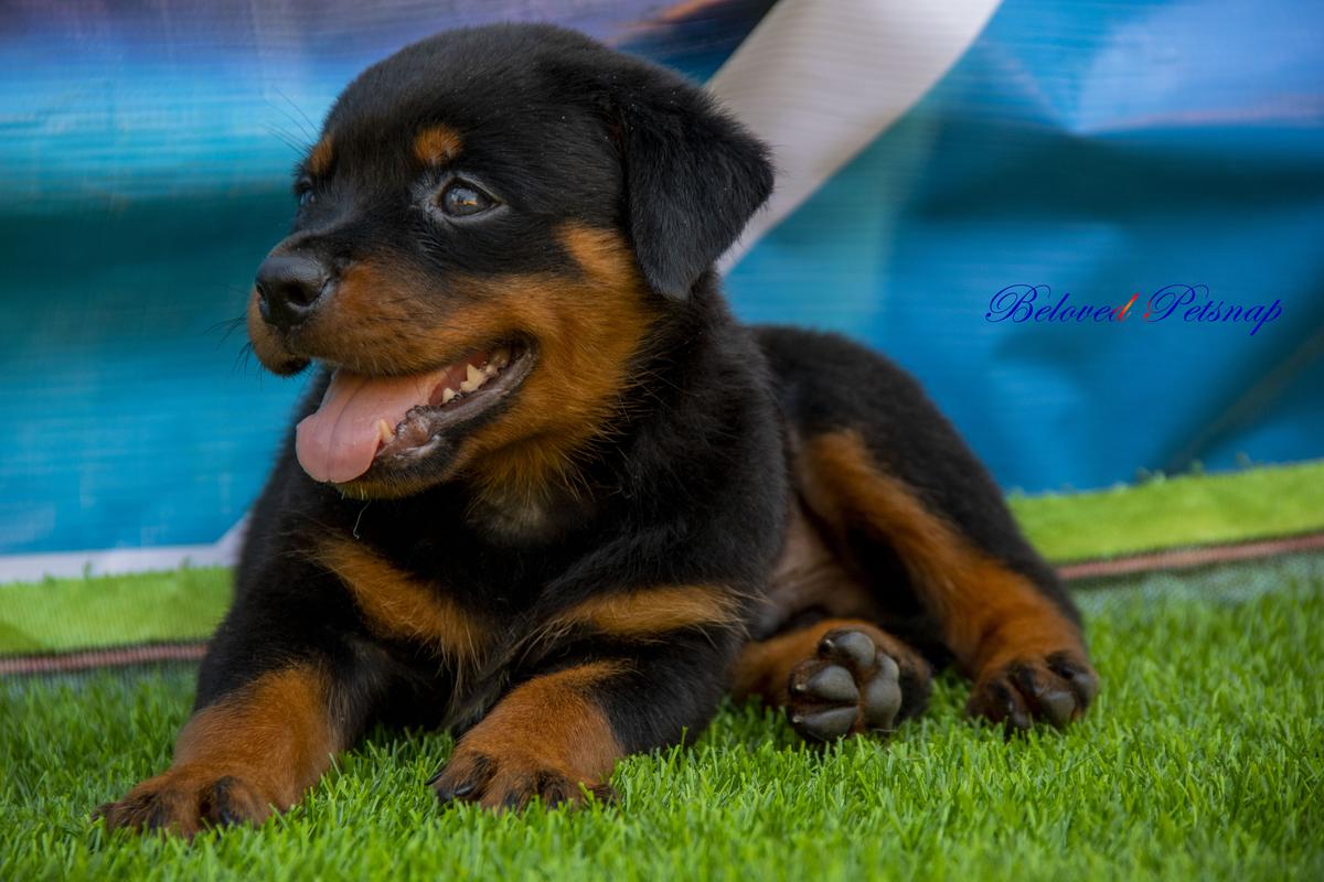 Abebi De Beloved Kennel | Rottweiler 