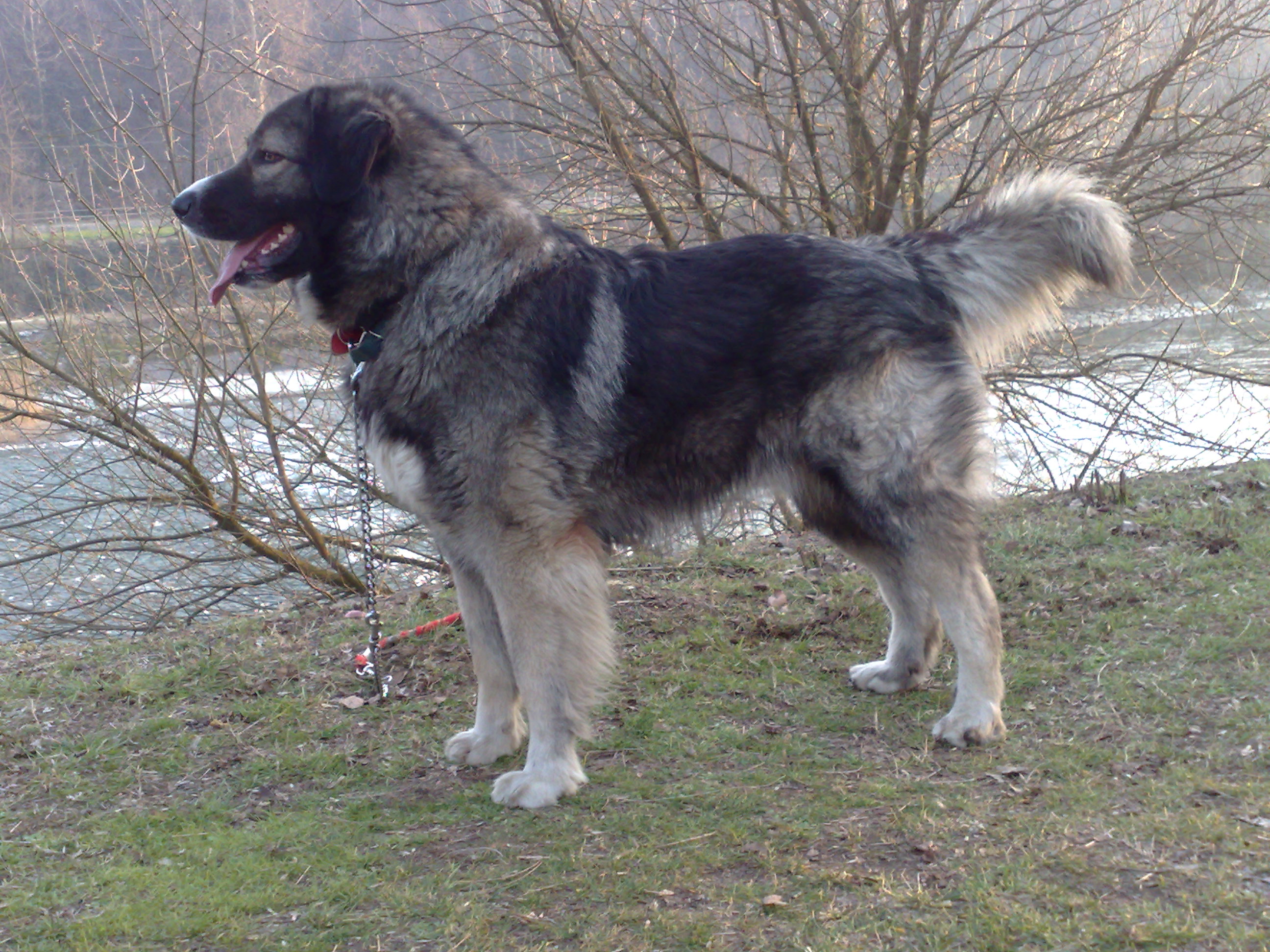 Carpathian Sheepdog