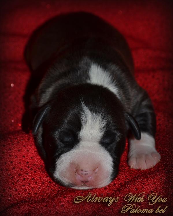 Always with you Paloma bel | American Staffordshire Terrier 