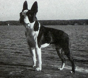 Trehörningens Adam | Boston Terrier 