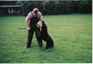 Gerry von der Wolfseiche | Giant Schnauzer 