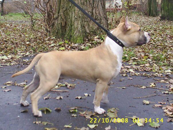 Accaunt Staff Dream | American Staffordshire Terrier 