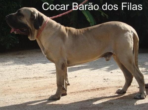 Cocar Barão dos Filas | Fila Brasileiro 