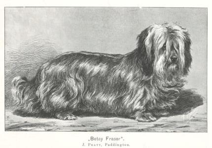 Betsy Fraser | Skye Terrier 
