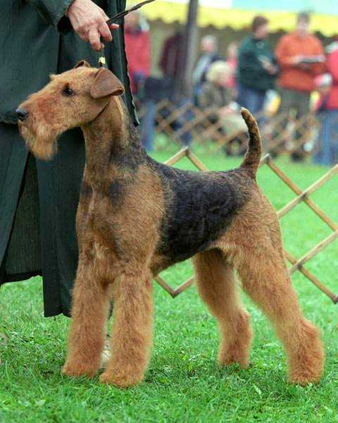 Traymar's Buffy Summers | Airedale Terrier 