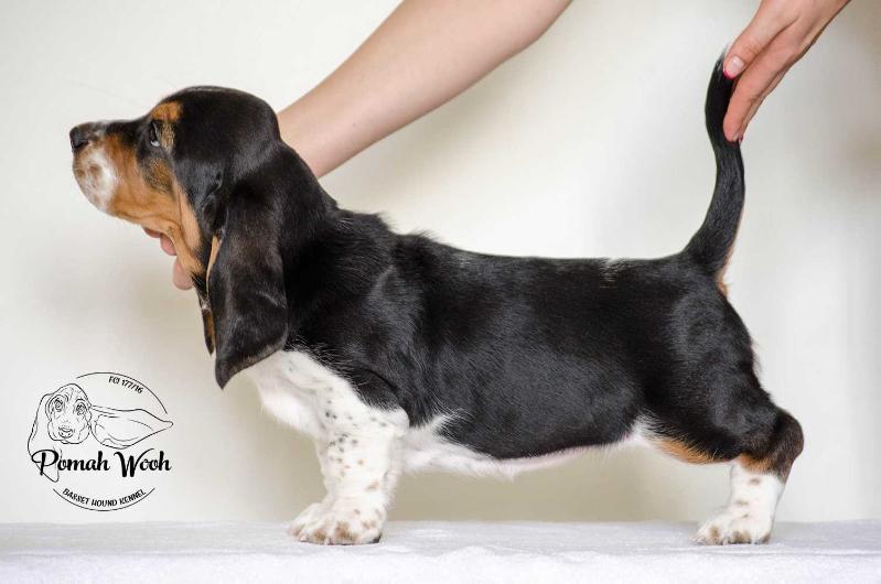 Pandora Pomah Wooh | Basset Hound 