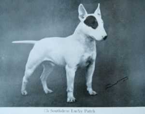 Southdene Lucky Patch | Bull Terrier 