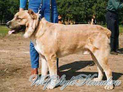 Nur Mushtari | Central Asian Shepherd Dog 
