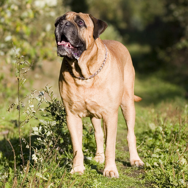 Bilas Nuo Vijoliu | Bullmastiff 