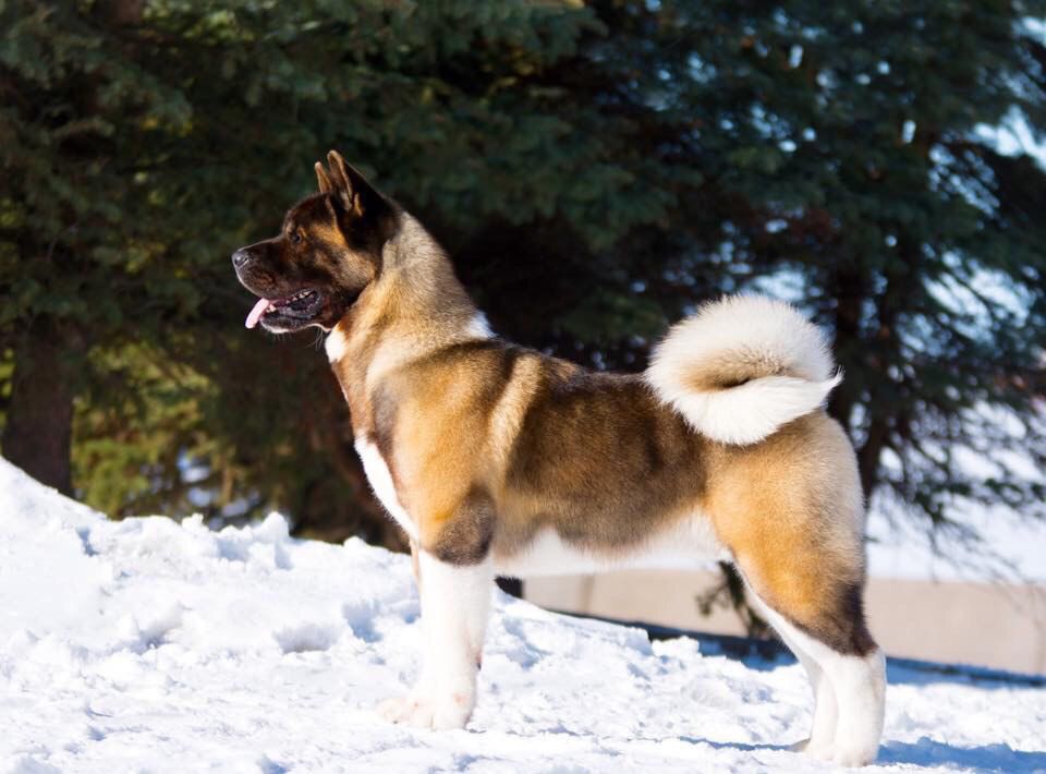 Indevor Absolute Power | Akita 