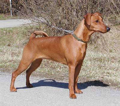 Idaco's ISMENE | German Pinscher 