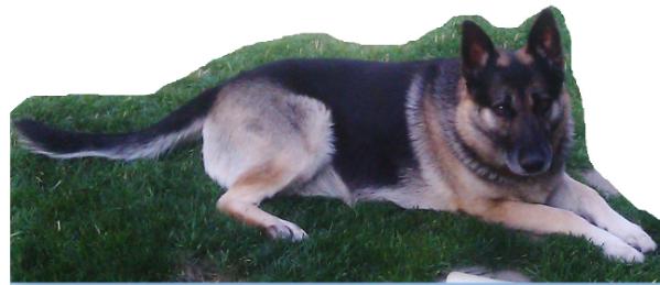 Ryker IX | German Shepherd Dog 