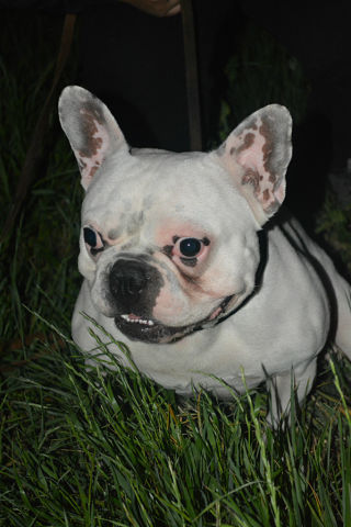 Qatamadze'S white chiip | French Bulldog 