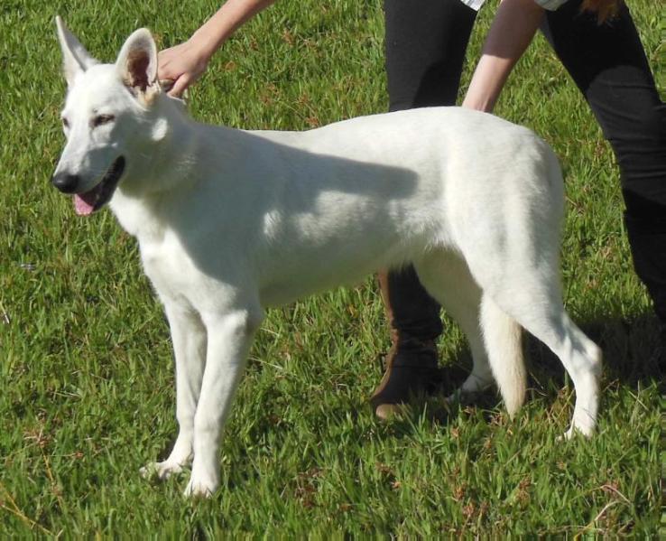 Princess Leia Victorem Albus | White Swiss Shepherd Dog 