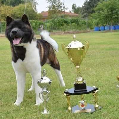 The Lord Bear Look Akitas | Akita 