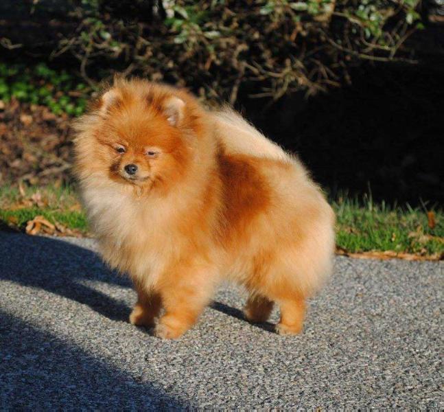 Silhouette's Sapphire Isle | Pomeranian 