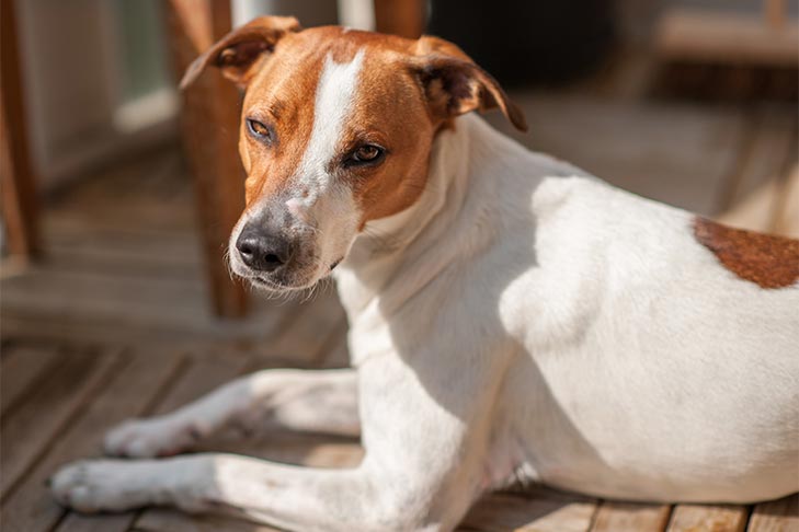 Danish-Swedish Farmdog