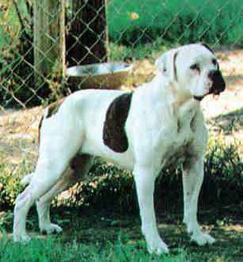 Johnson's Tosh(AB) | Olde English Bulldogge 