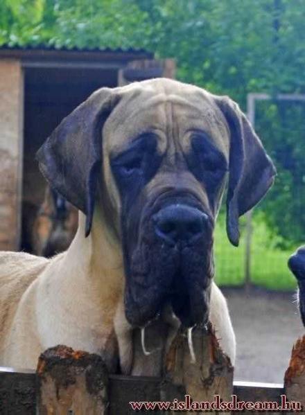 Ilakcha de la Benjamine | Great Dane 