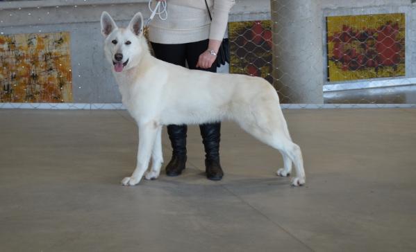 DONNA Pamario Vilke | White Swiss Shepherd Dog 