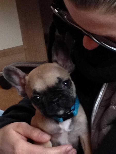 the little rascals Bruno | French Bulldog 